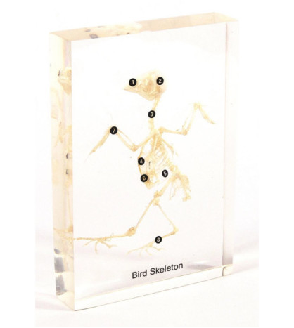 Kostra vtáka - model