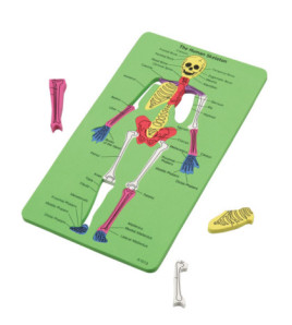 Ľudská kostra (puzzle)