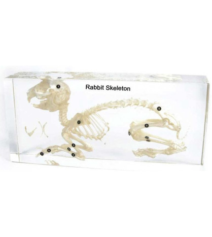 Akrylátový model kostry zajaca