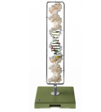 Model dvojzávitnice molekuly DNA (Typ B-DNA)