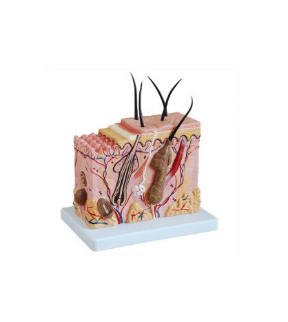 Koža, model, 70-násobné zväčšenie - ekonomický model