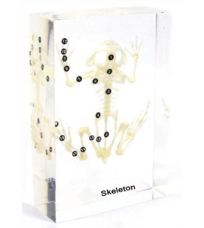 Kostra ropuchy - model