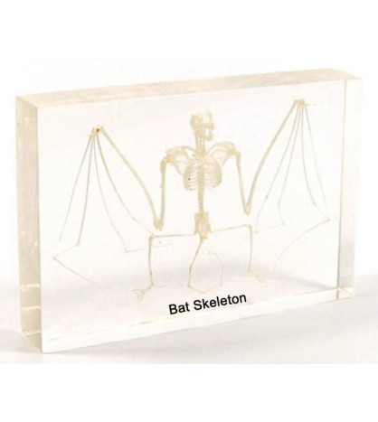 Kostra netopiera - model