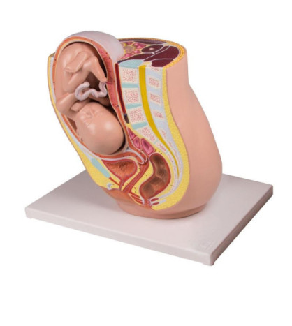 Panva tehotnej ženy s plodom v 32. týždni, 2-dielny model
