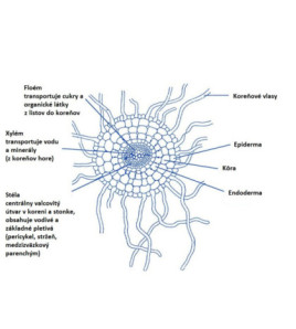 Model - Profil absorbčnej oblasti rastlinného koreňa