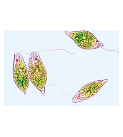 Mikroskopické preparáty - Sladkovodná biosféra - 25 preparátov