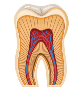 Zub, 2-dielny 3D model