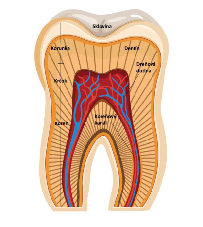 Zub, 2-dielny 3D model