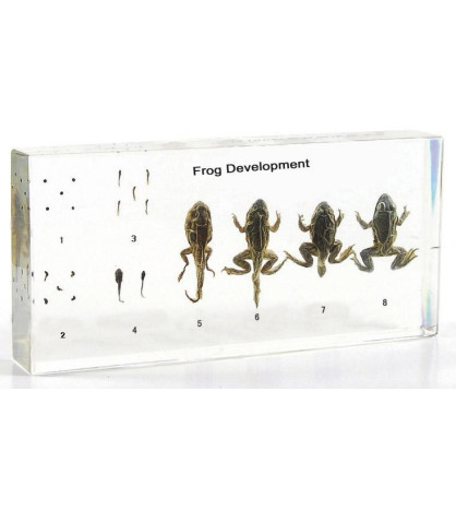 Vývoj žaby - model