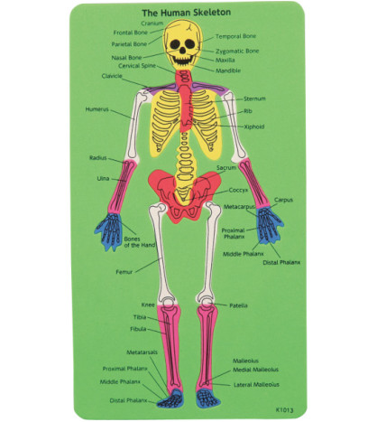 Ľudská kostra (puzzle)