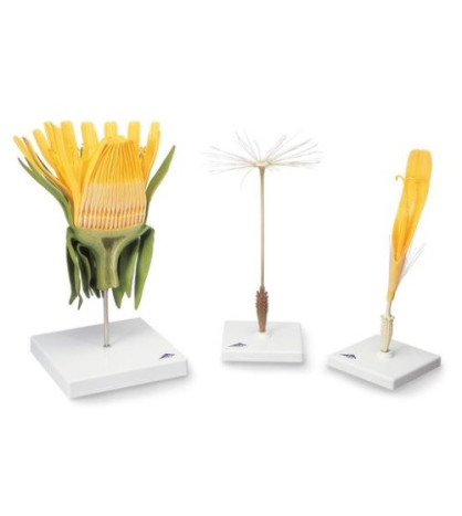 Model - Kvet púpavy lekárskej (Taraxum officinale)