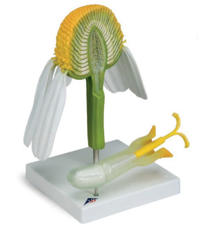 Model - Kvet rumančeka kamilkového (Matricaria chamomilla)