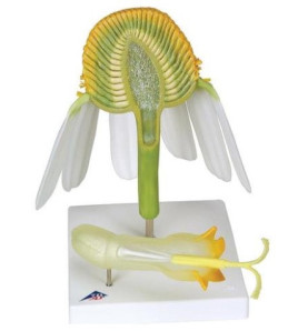 Model - Kvet rumančeka kamilkového (Matricaria chamomilla)