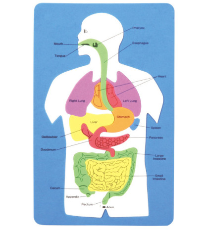 Vnútorné orgány človeka (puzzle)