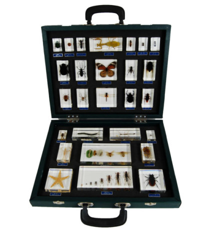 Hmyz v kufríku - 27 druhov bezstavovcov