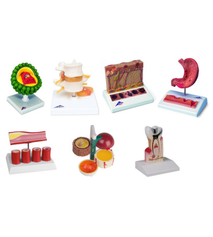 Sada Civilizačné choroby a imunita