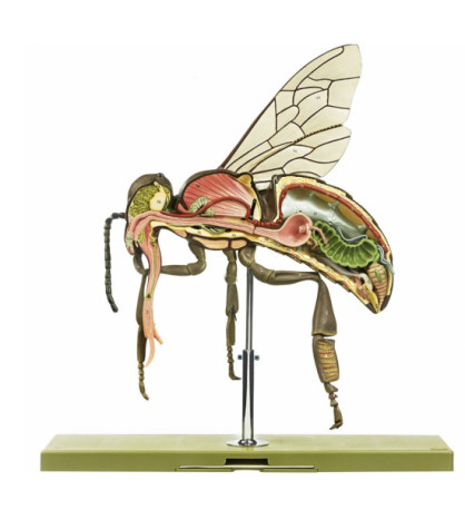 Model - Včela robotnica