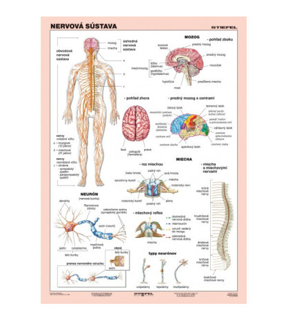 Nervová sústava -žiacka tabuľka A4