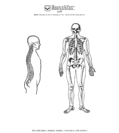SADA 5 ks Zmazáčiky Všeobecná Gramotnosť: Ľudské telo (formát A4)