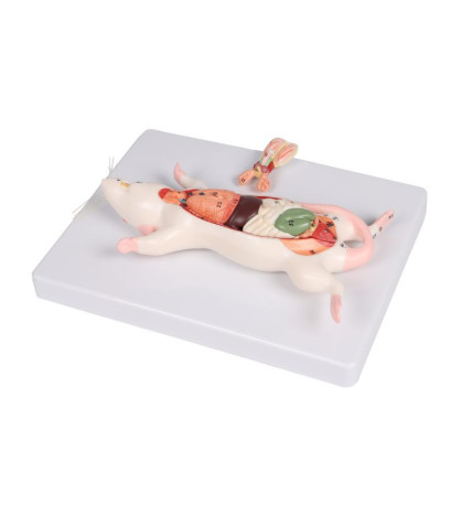 Model na disekciu potkana