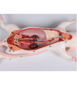 Model na disekciu potkana