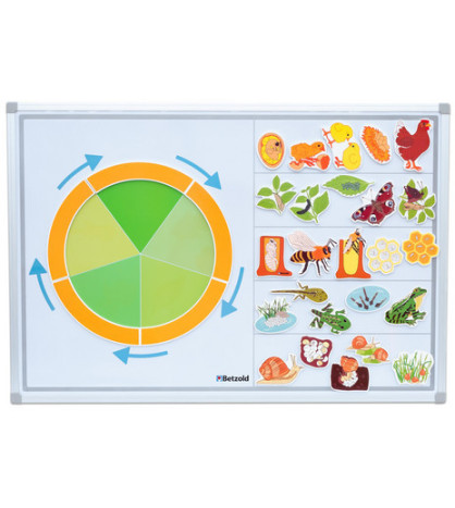 Životný cyklus živočíchov - obrázky + magnetický panel