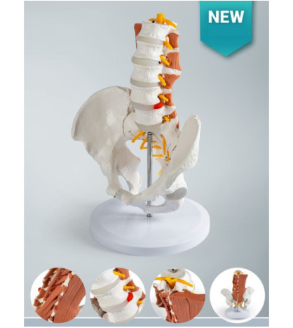 Model mužskej panvy s bedrovou chrbticou a so svalmi