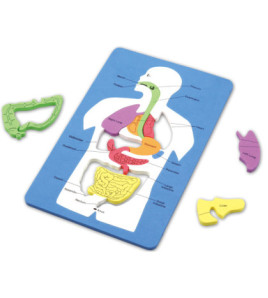 Vnútorné orgány človeka (puzzle)
