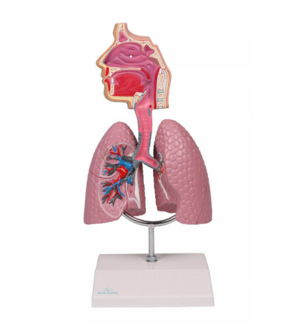 Ľudská dýchacia sústava – model pľúc EZ (rozšírená realita)