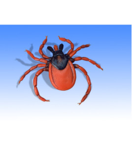 Kliešť obyčajný - 3D model