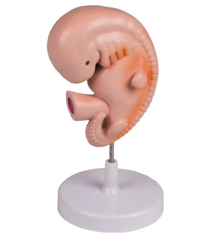 Model Ľudské embryo, 4. týždeň vývoja