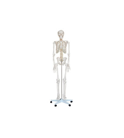 Kostra človeka klasická, životná veľkosť 180cm - ekonomický model
