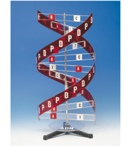 Štruktúra DNA - veľký model