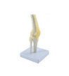 Model - Ľudský kolenný kĺb