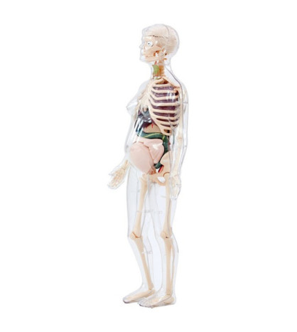 Anatómia človeka - model tehotnej ženy