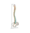 Model ohybnej chrbtice