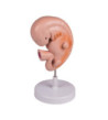 Model Ľudské embryo, 4 týždeň vývoja