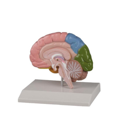Model polovica mozgu s oblasťami