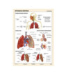 Dýchacia sústava -žiacka tabuľka A4
