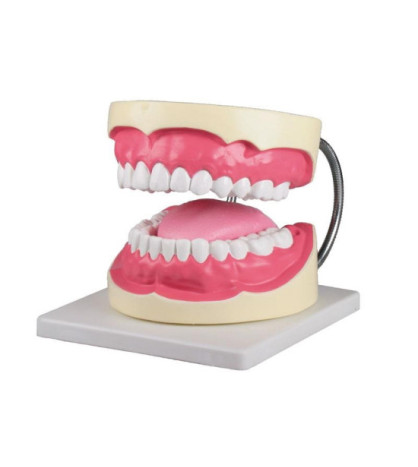 Model - Dentálna starostlivosť, 3-násobné zväčšenie