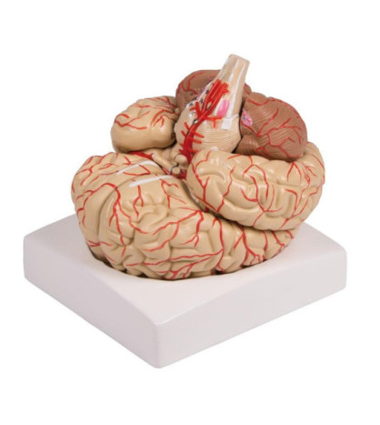 Model Mozog s artériami a nervami, 9-dielny