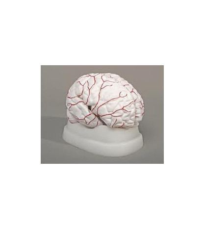 Mozog s artériami, 8-dielny - ekonomický model