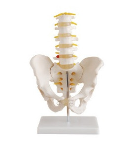 Panva a bedrová chrbtica, 5-dielna - ekonomický model