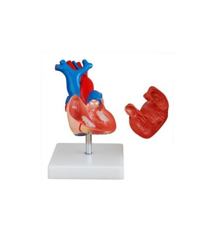 Srdce, životná veľkosť, 2-dielne - ekonomický model