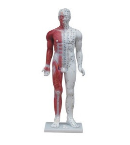 Ľudské telo so svalmi, akupunktúrny model, 84cm - ekonomický model