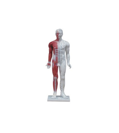 Ľudské telo so svalmi, akupunktúrny model, 84cm - ekonomický model