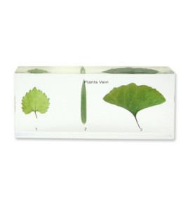 Model - Žilnatina listov rastlín