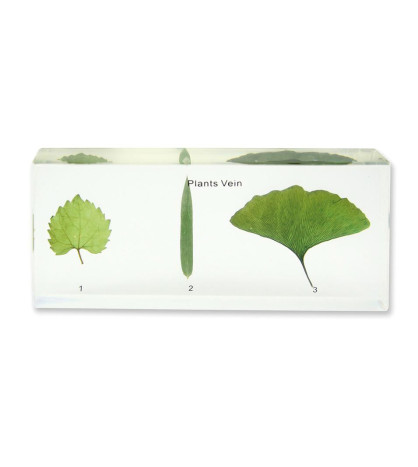 Model - Žilnatina listov rastlín