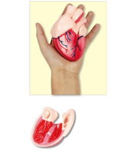 Model srdca - menší