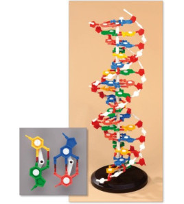 Model DNA - rozoberateľný